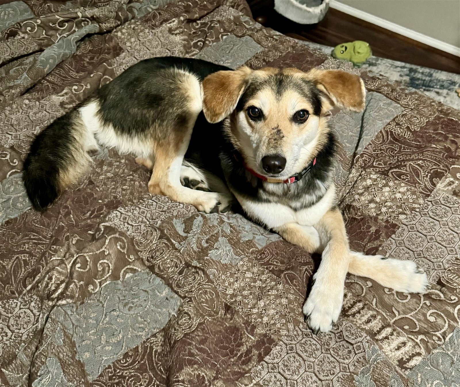 Belle, an adoptable Greyhound, German Shepherd Dog in Escondido, CA, 92027 | Photo Image 1