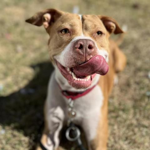 Sassette, an adoptable Pit Bull Terrier in Wichita, KS, 67278 | Photo Image 1