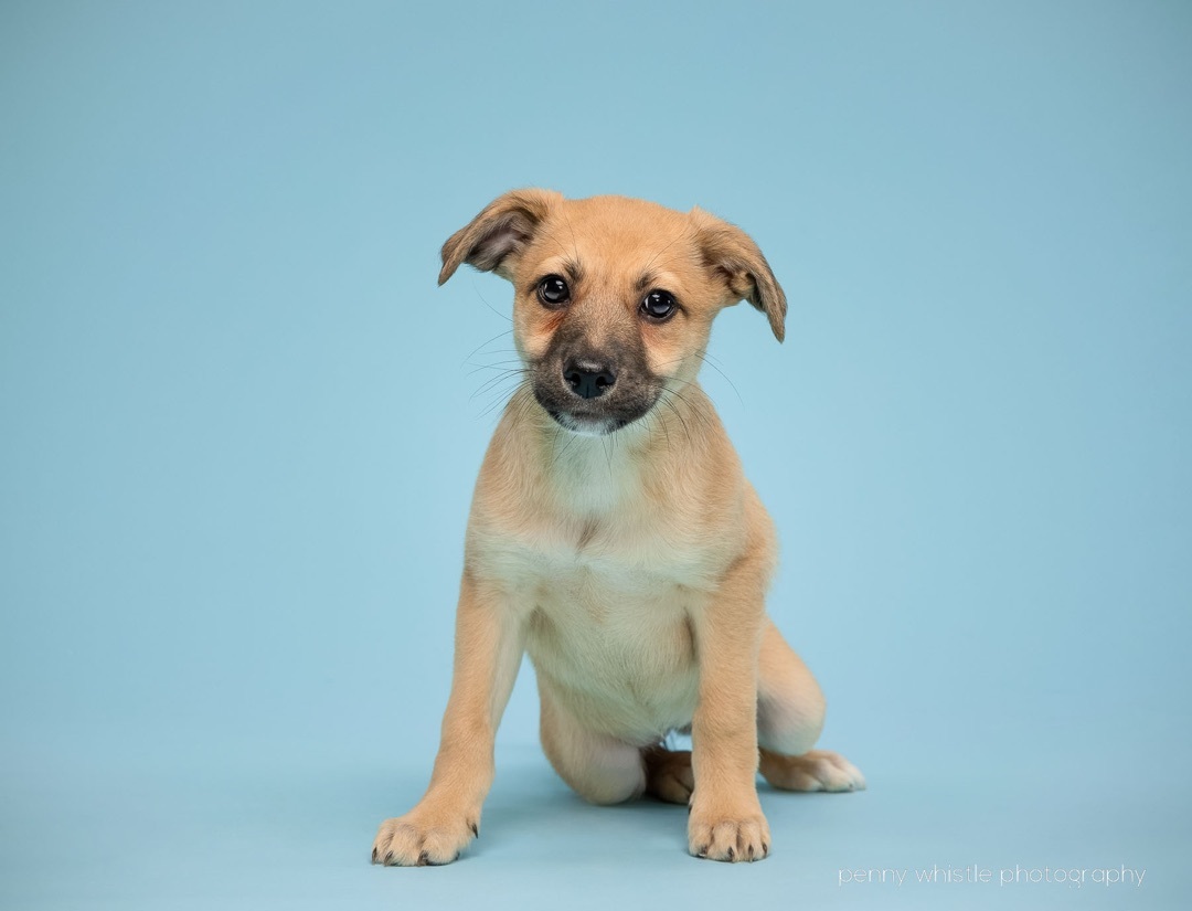 Dog for adoption - Penne, a Feist & Whippet Mix in Coppell, TX | Petfinder