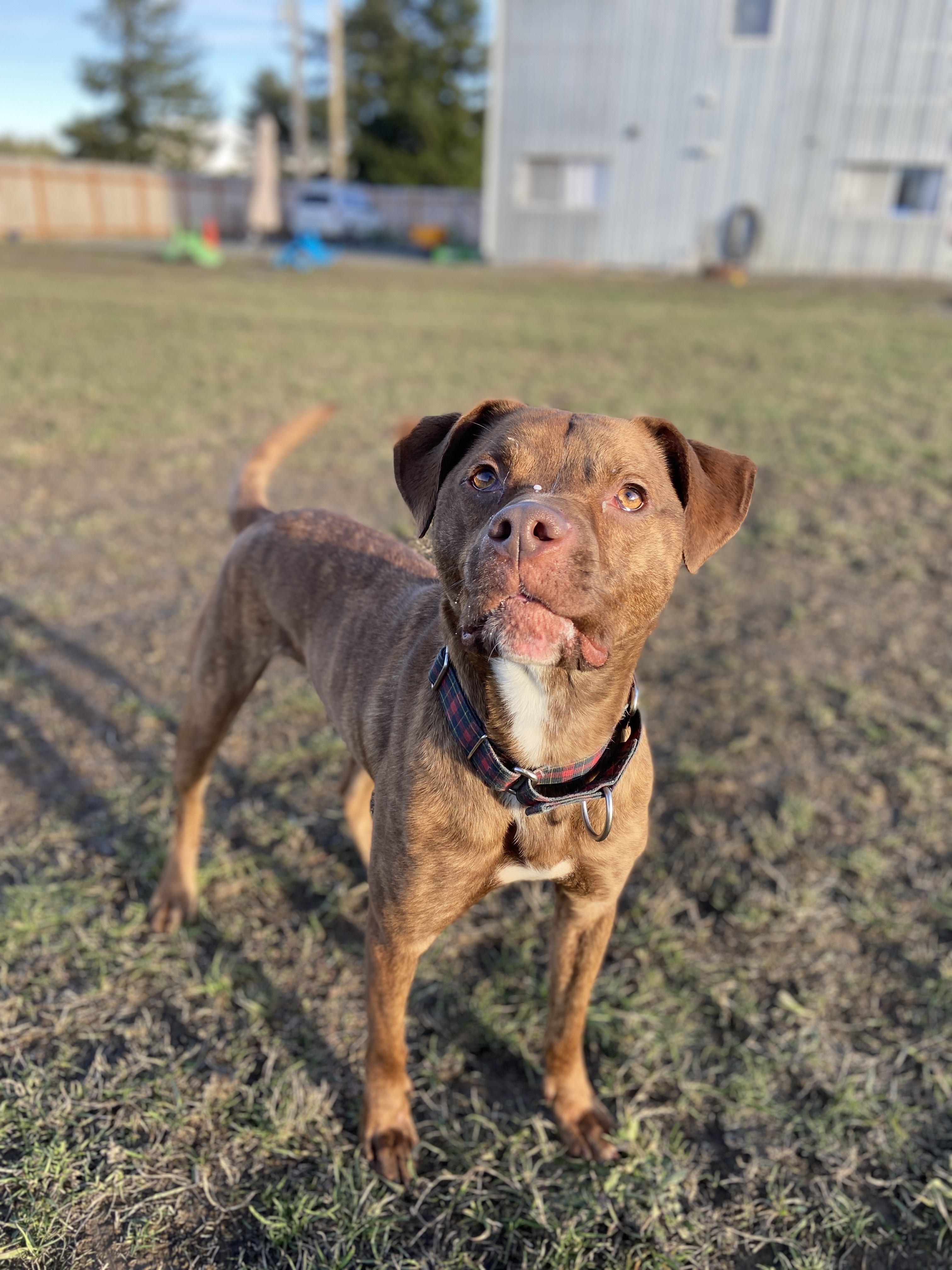 Bruno, an adoptable Pit Bull Terrier in Port Angeles, WA, 98362 | Photo Image 2