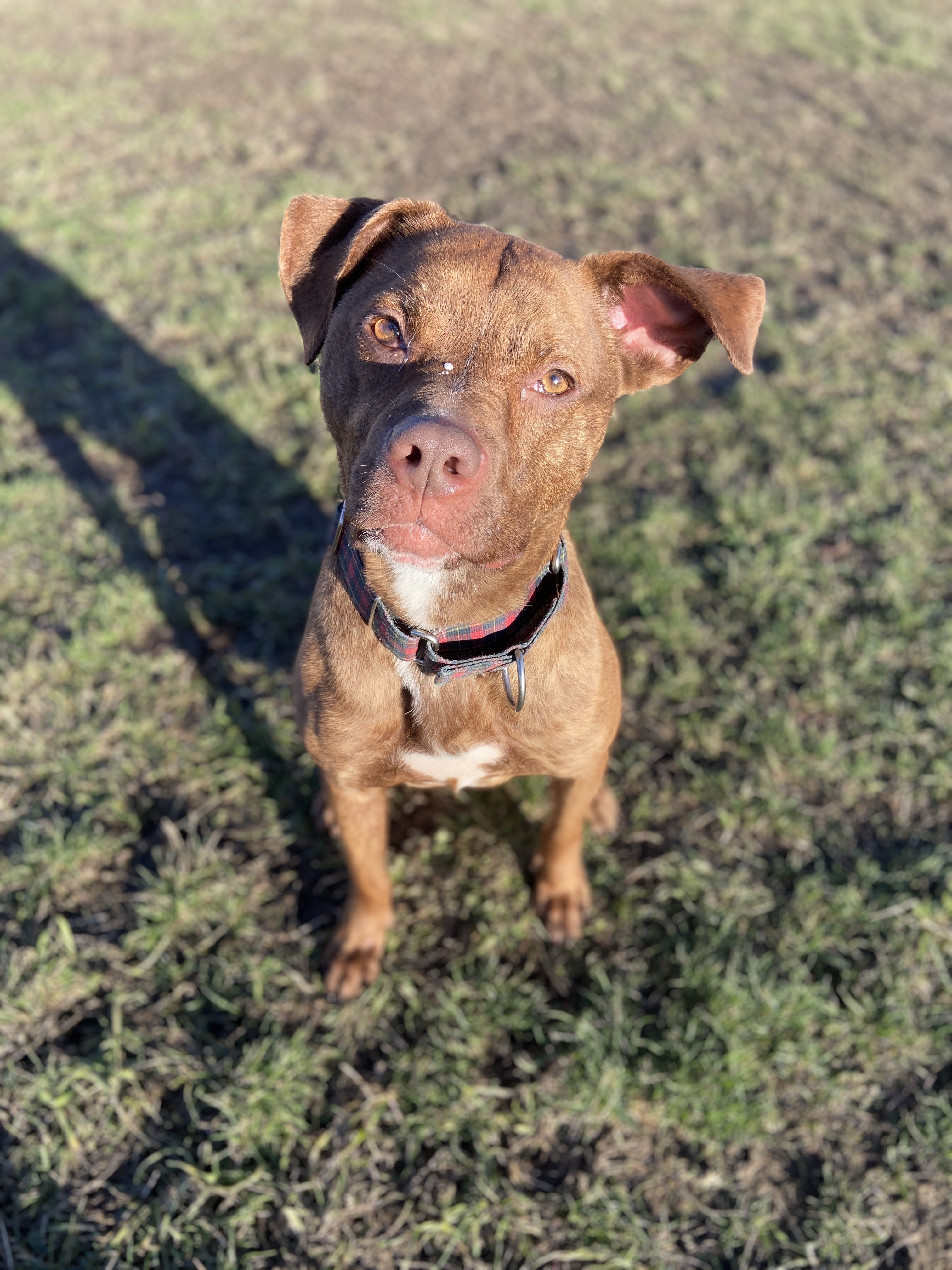 Bruno, an adoptable Pit Bull Terrier in Port Angeles, WA, 98362 | Photo Image 1