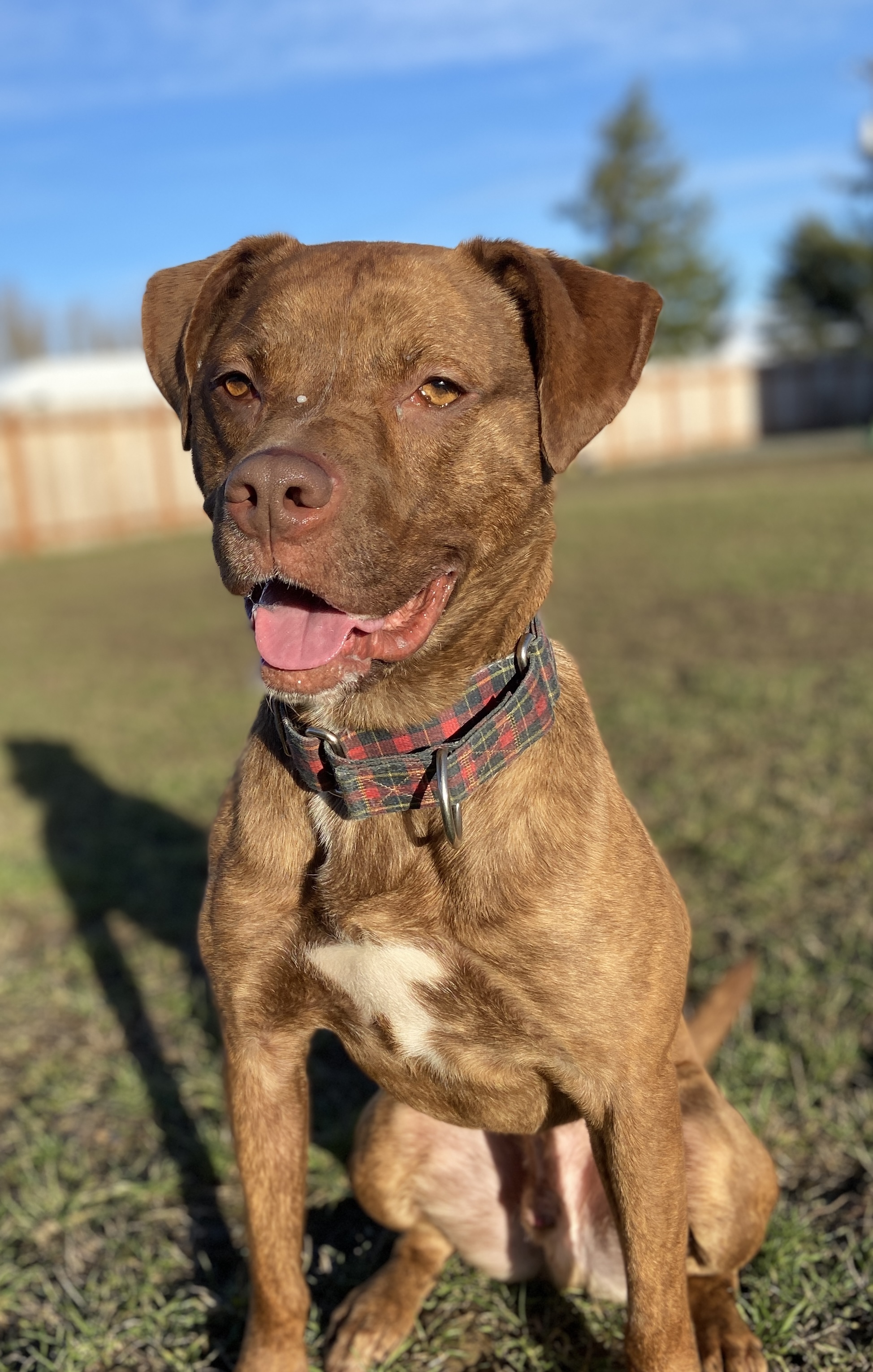 Bruno, an adoptable Pit Bull Terrier in Port Angeles, WA, 98362 | Photo Image 3