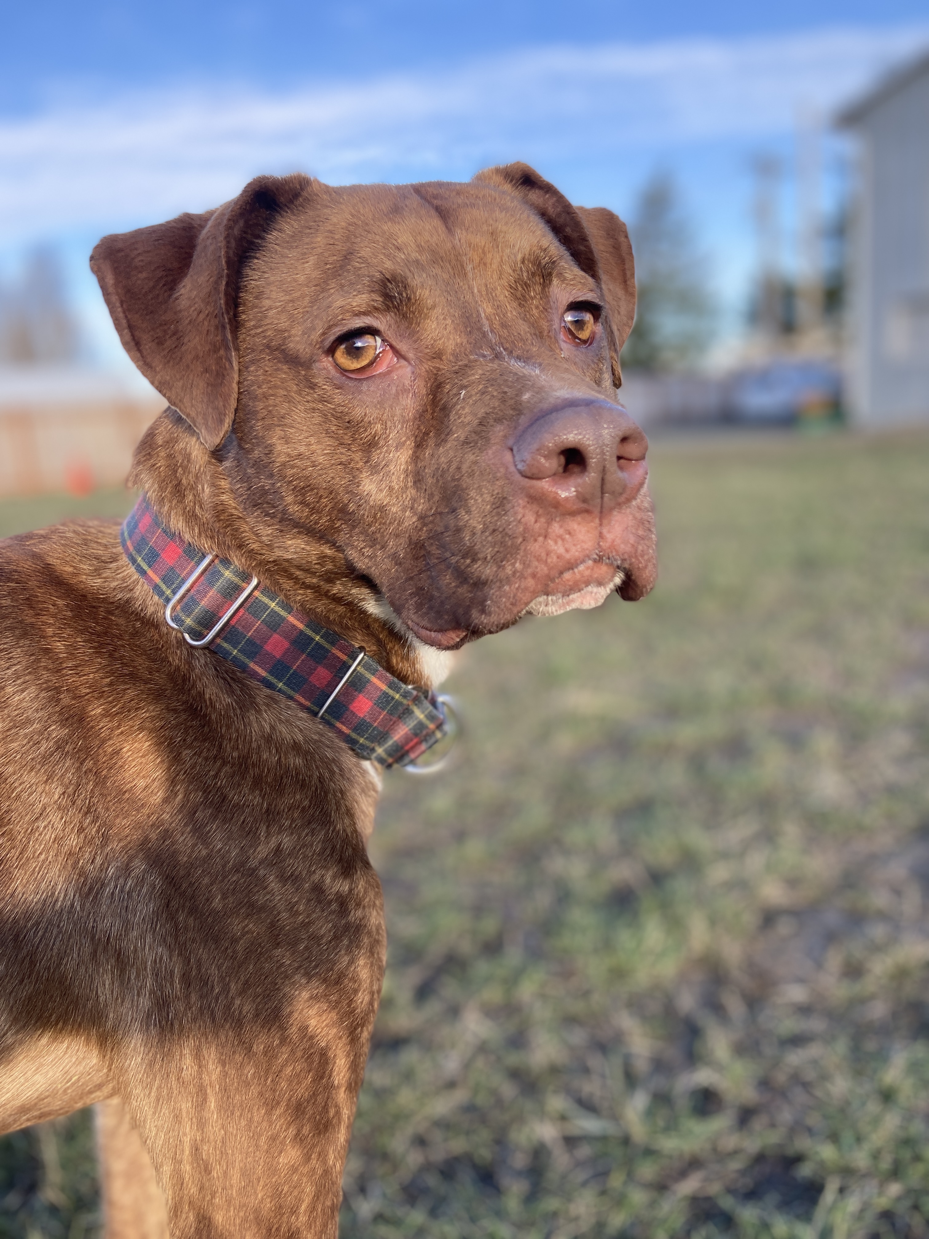 Bruno, an adoptable Pit Bull Terrier in Port Angeles, WA, 98362 | Photo Image 4