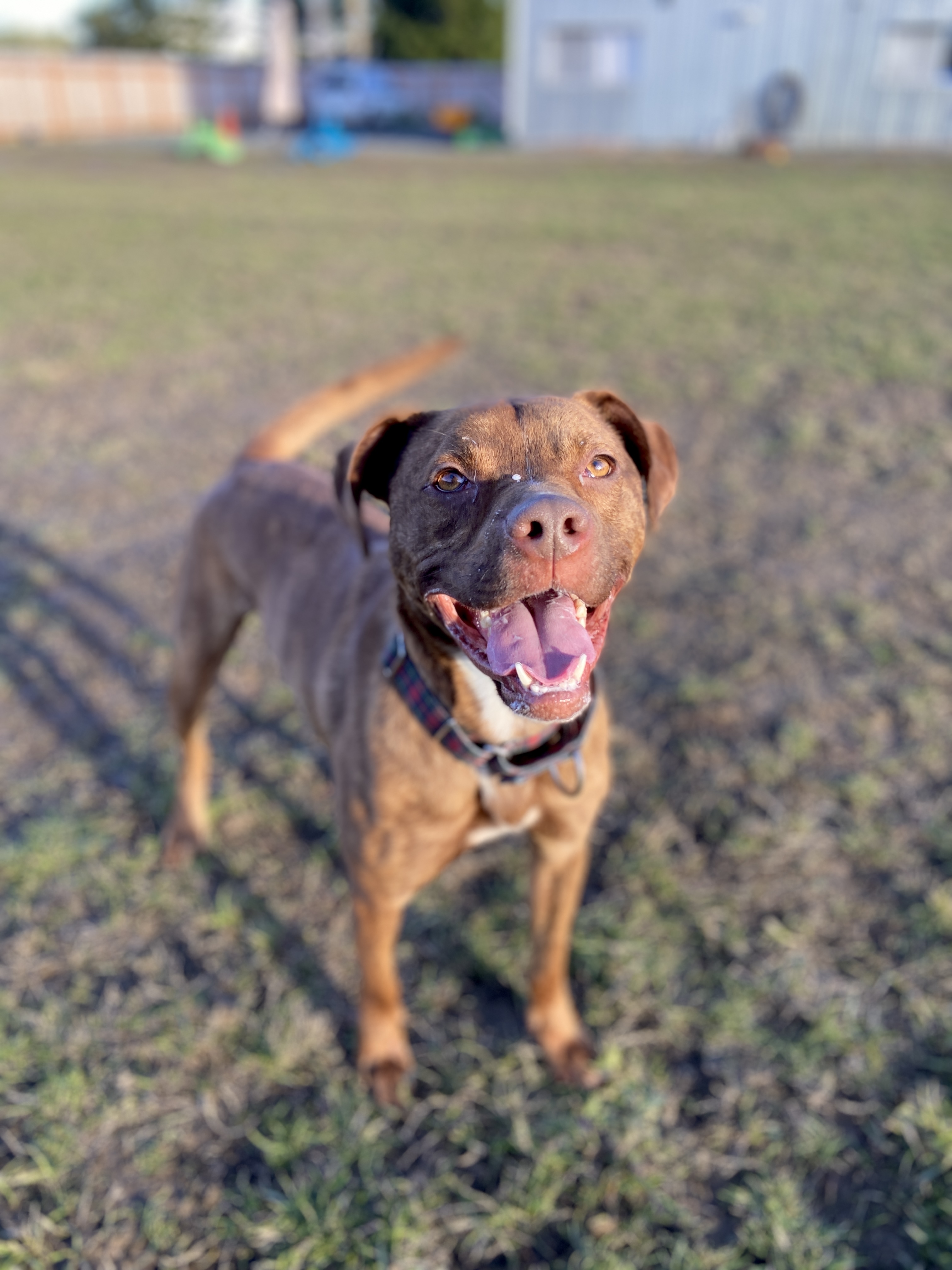 Bruno, an adoptable Pit Bull Terrier in Port Angeles, WA, 98362 | Photo Image 5