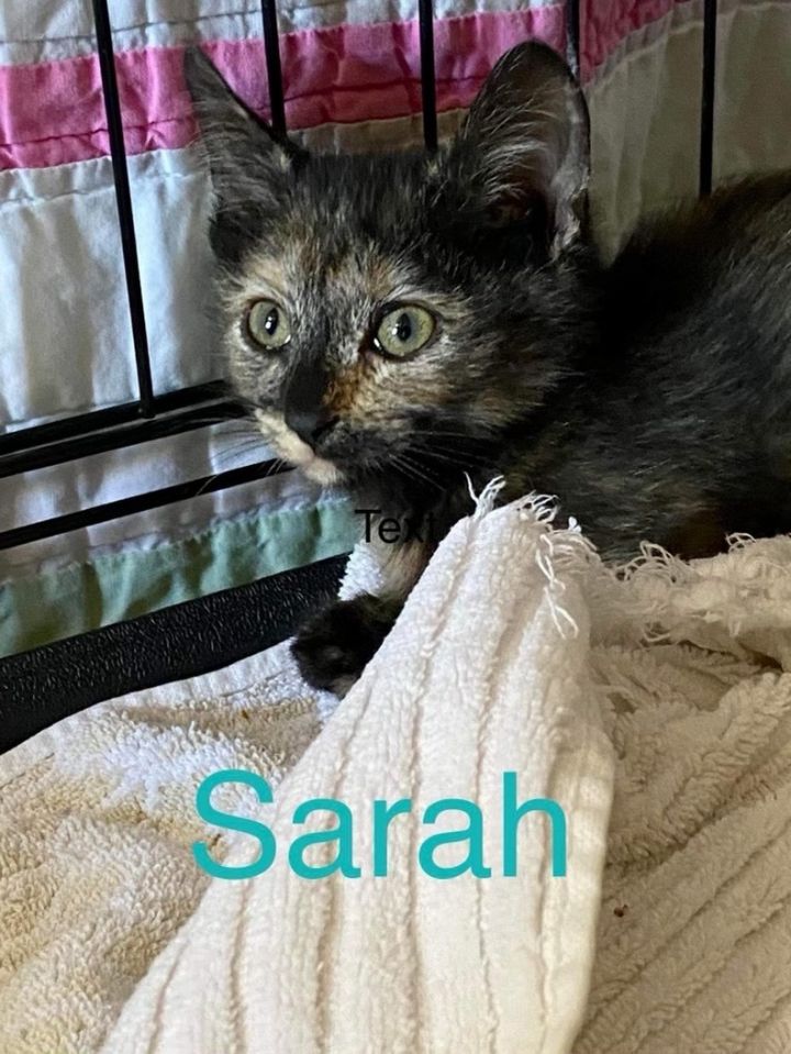 Sarah 1