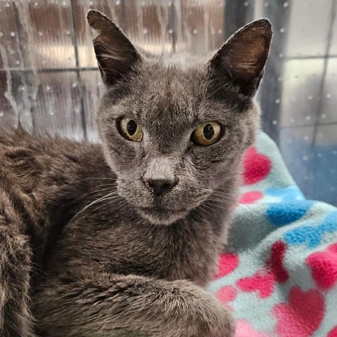 Alexei, an adoptable Domestic Short Hair in Sheridan, WY, 82801 | Photo Image 1