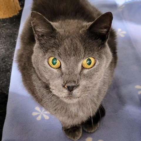 Alexei, an adoptable Domestic Short Hair in Sheridan, WY, 82801 | Photo Image 2