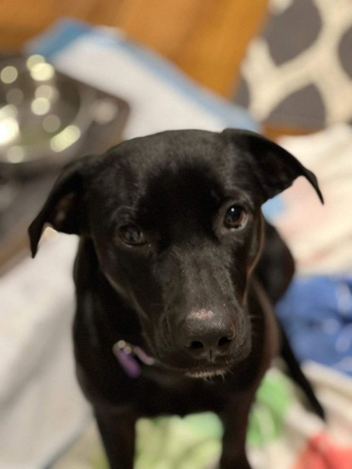 Misty - in foster home , an adopted Labrador Retriever Mix in Plainfield, IL_image-3