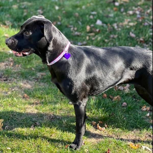 Misty - in foster home , an adopted Labrador Retriever Mix in Plainfield, IL_image-4