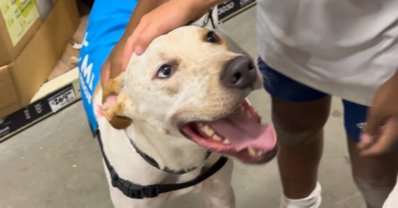 Toby, an adoptable Greyhound, Mixed Breed in Dallas, TX, 75248 | Photo Image 1