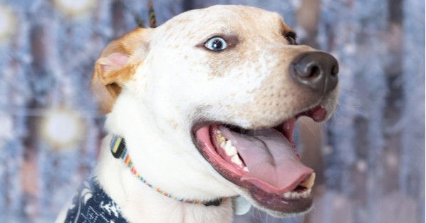 Toby, an adoptable Greyhound, Mixed Breed in Dallas, TX, 75248 | Photo Image 2