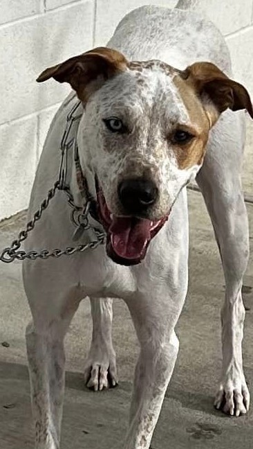 Toby, an adoptable Greyhound, Mixed Breed in Dallas, TX, 75248 | Photo Image 5