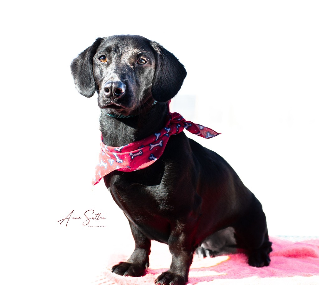 Stella, an adoptable Dachshund in Hot Springs, SD, 57747 | Photo Image 2