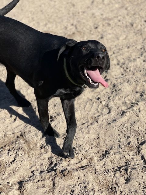 Bella, an adopted Labrador Retriever Mix in Columbia, SC_image-4