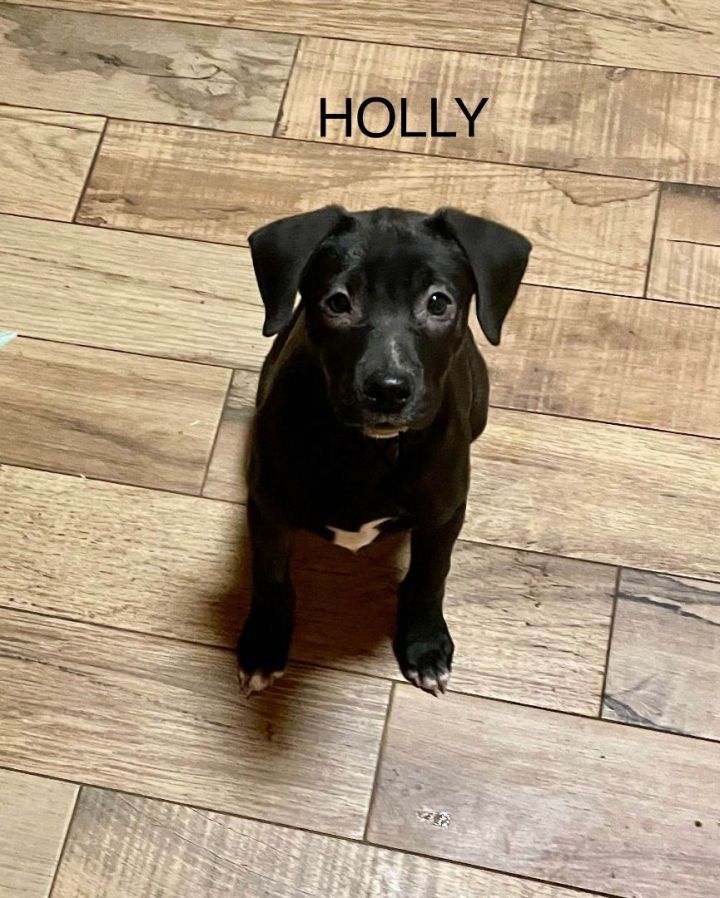 Holly, an adoptable Black Mouth Cur Mix in Brunswick, ME_image-2