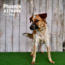PHOENIX's profile on Petfinder.com