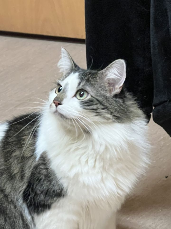 FiFi, an adopted Domestic Long Hair & Tabby Mix in Omaha, NE_image-1