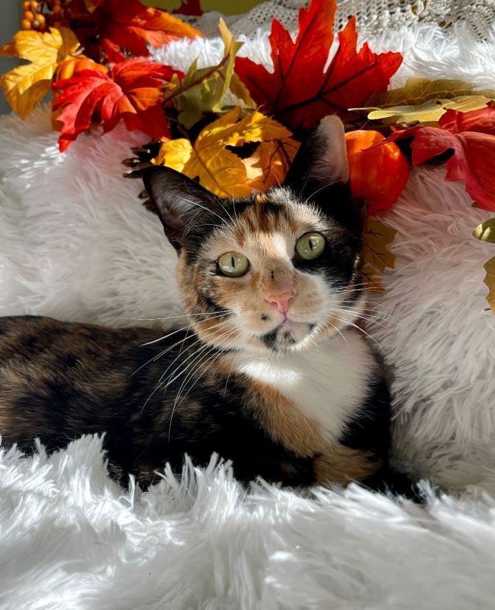 Scarlett , an adopted Calico in Bethel, CT_image-2
