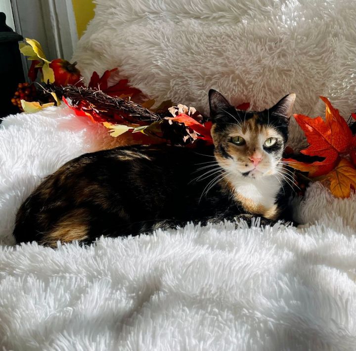 Scarlett , an adopted Calico in Bethel, CT_image-6