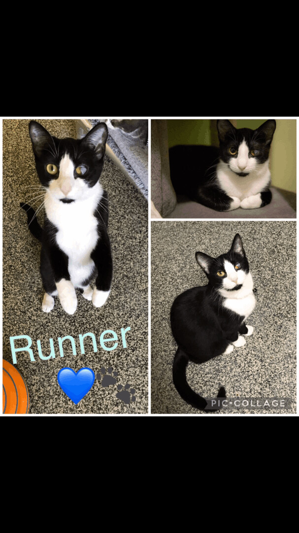 Runner 