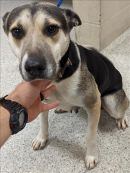 YARA's profile on Petfinder.com
