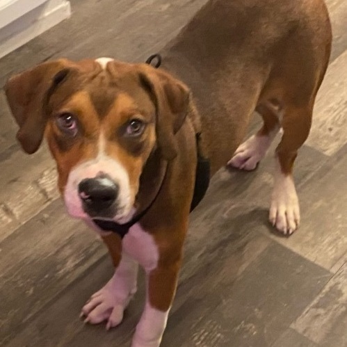 Boxer bloodhound mix store puppies