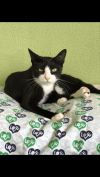 Tuxie 