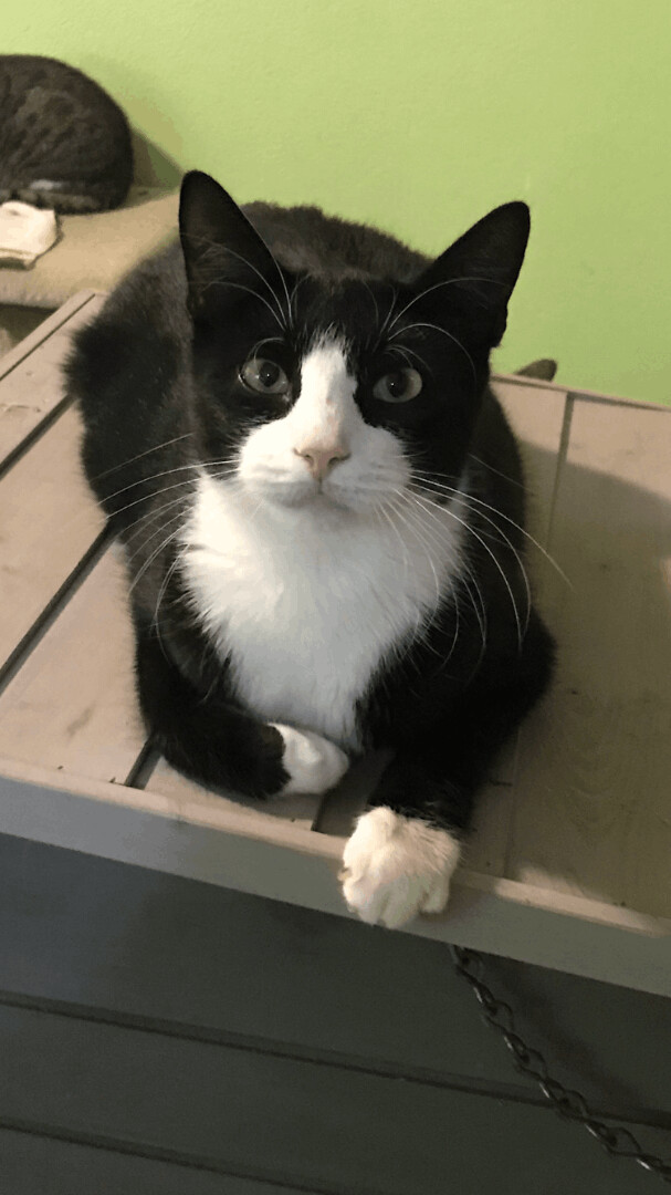 Tuxie  2