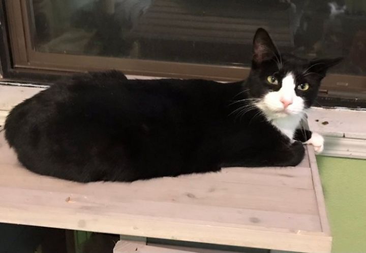 Tuxie  3