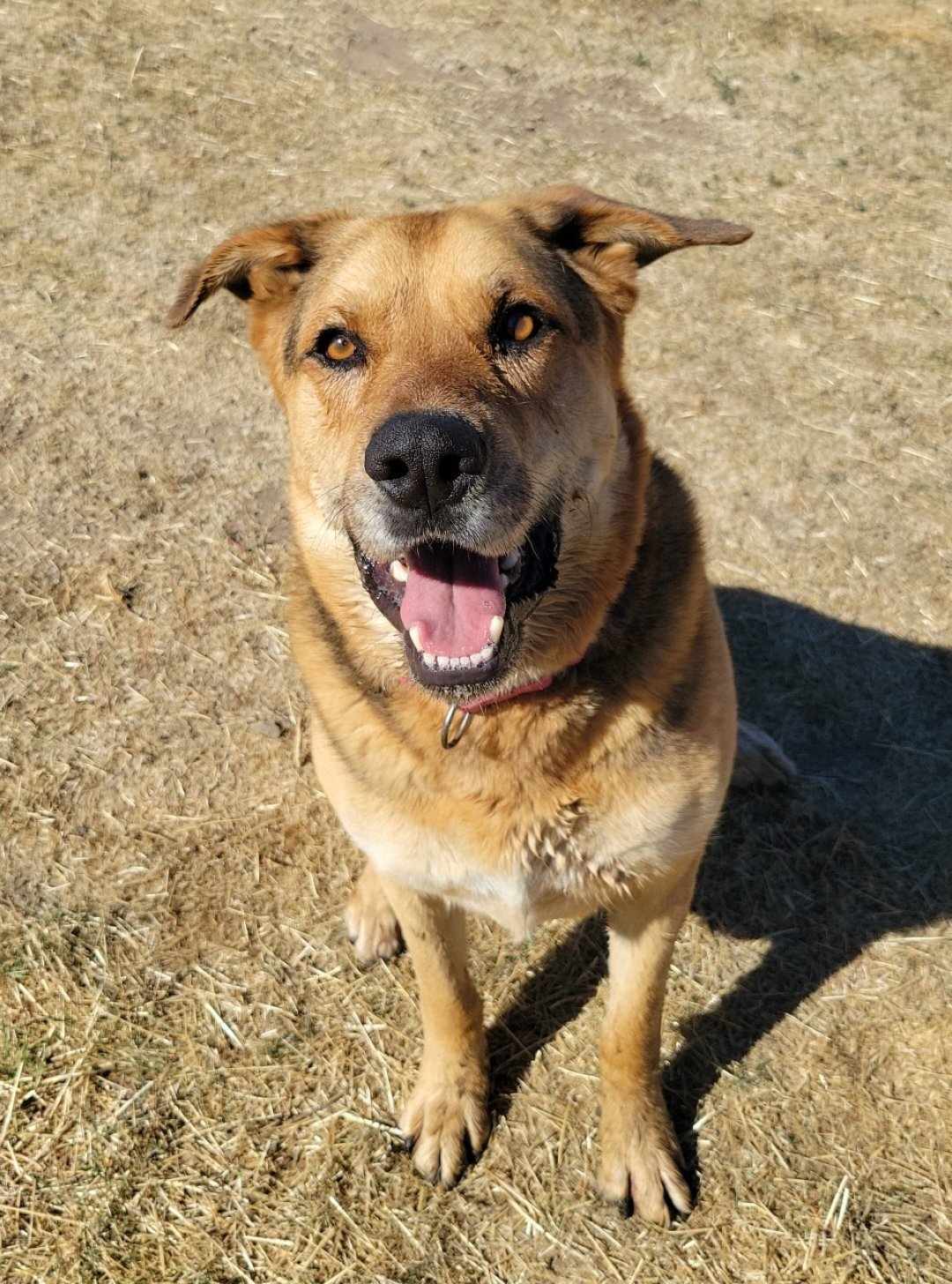 Renegade, an adoptable German Shepherd Dog, Rottweiler in Yreka, CA, 96097 | Photo Image 1