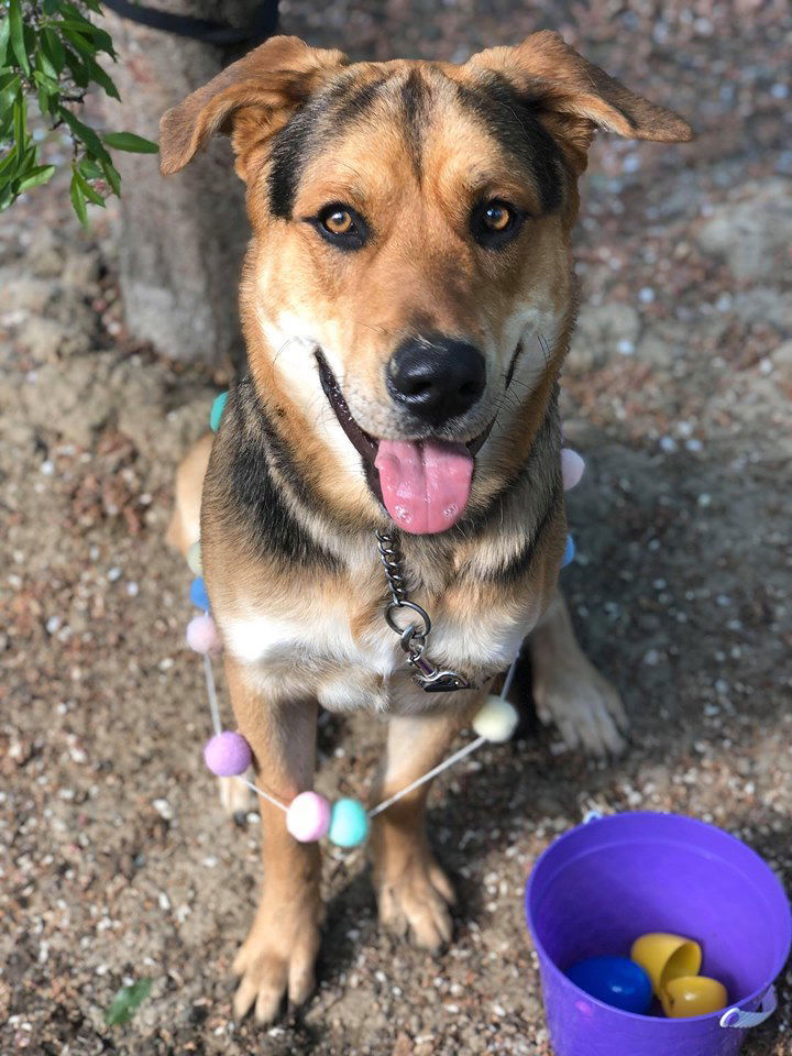 Renegade, an adoptable German Shepherd Dog, Rottweiler in Yreka, CA, 96097 | Photo Image 1