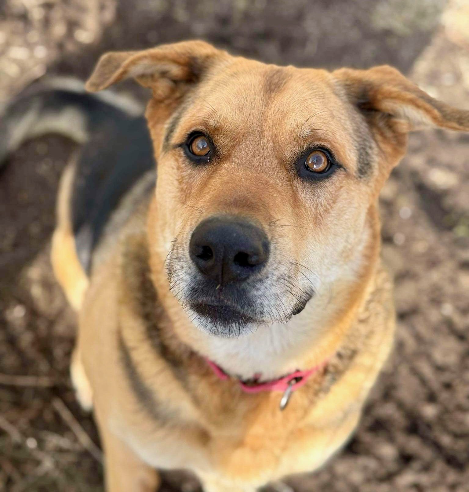 Renegade, an adoptable German Shepherd Dog, Rottweiler in Yreka, CA, 96097 | Photo Image 1