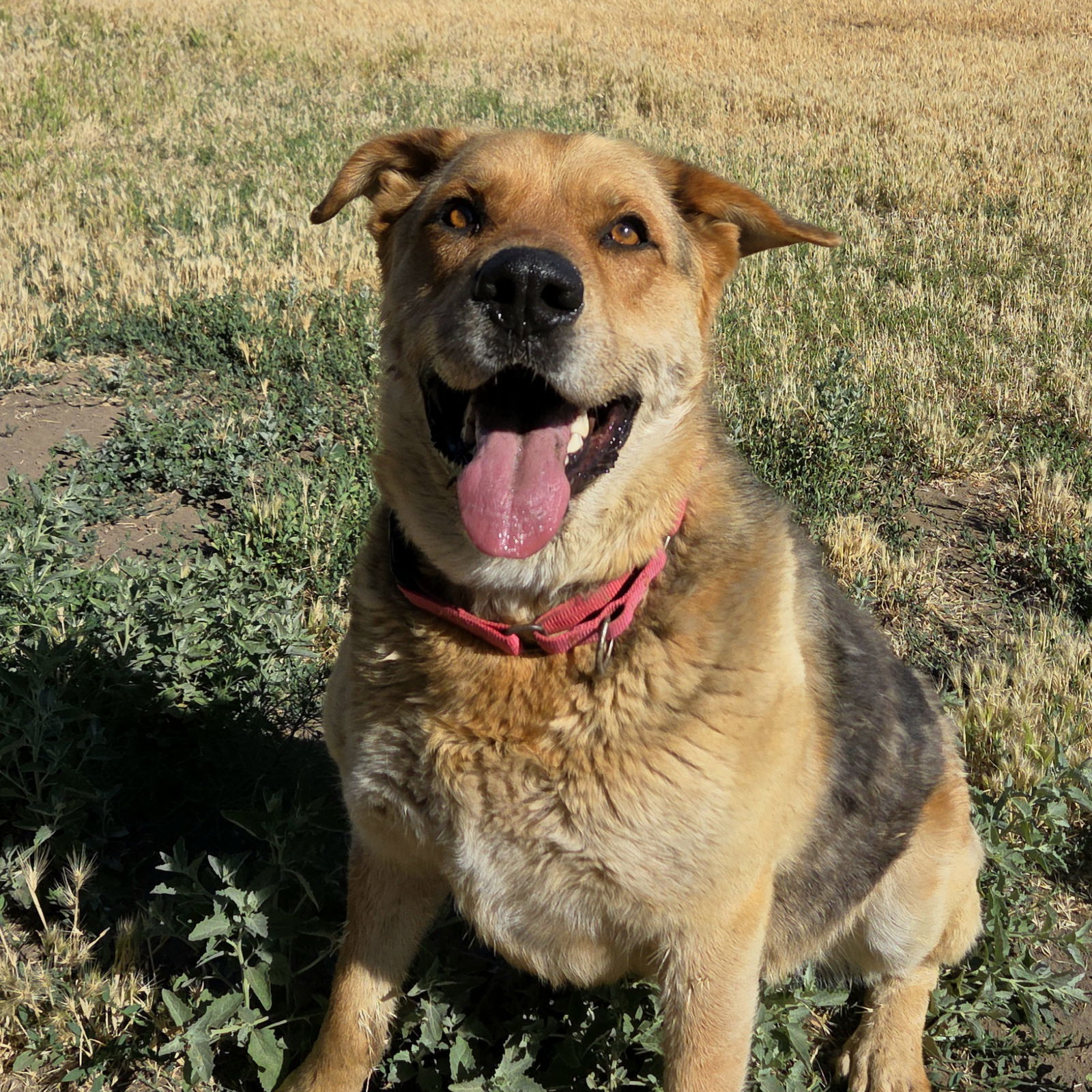 Renegade, an adoptable German Shepherd Dog, Rottweiler in Yreka, CA, 96097 | Photo Image 1