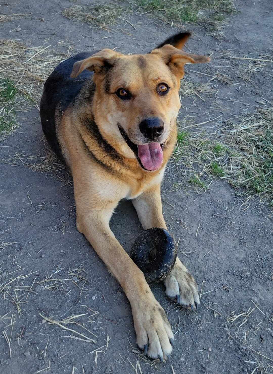 Renegade, an adoptable German Shepherd Dog, Rottweiler in Yreka, CA, 96097 | Photo Image 2