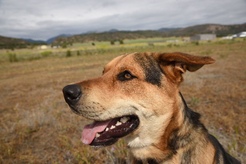 Renegade, an adoptable German Shepherd Dog, Rottweiler in Yreka, CA, 96097 | Photo Image 3