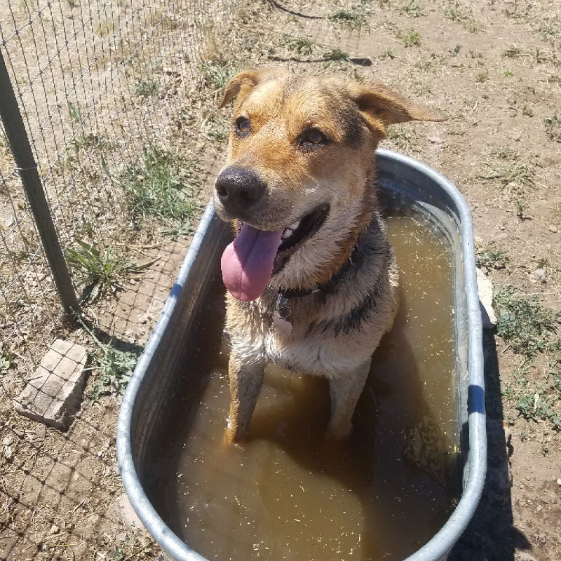 Renegade, an adoptable German Shepherd Dog, Rottweiler in Yreka, CA, 96097 | Photo Image 3