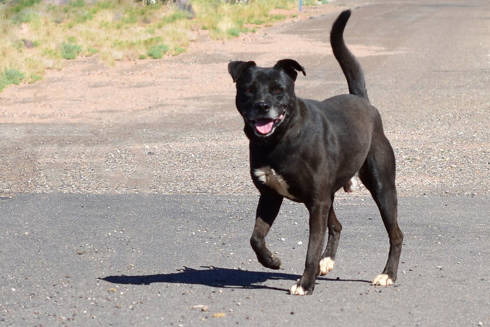 Buster, an adoptable Staffordshire Bull Terrier in Page, AZ, 86040 | Photo Image 1