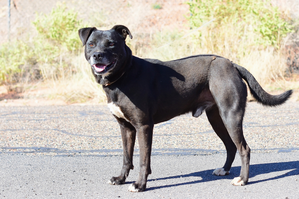 Buster, an adoptable Staffordshire Bull Terrier in Page, AZ, 86040 | Photo Image 2