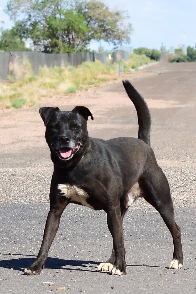 Buster, an adoptable Staffordshire Bull Terrier in Page, AZ, 86040 | Photo Image 3