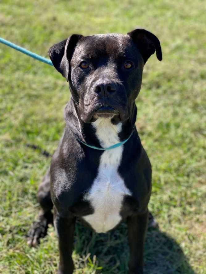 Oliver (foster to adopt)