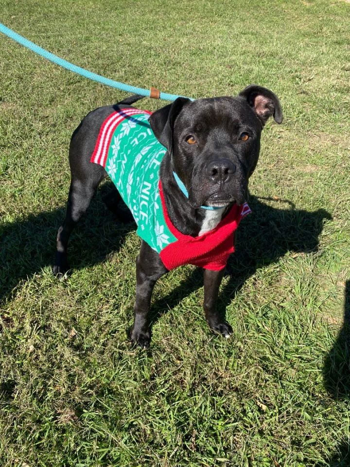 Oliver (foster to adopt) 2