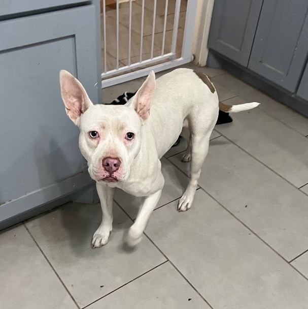Snow(blue eyes) (foster to adopt), an adoptable French Bulldog & American Staffordshire Terrier Mix in White Lake, MI_image-2
