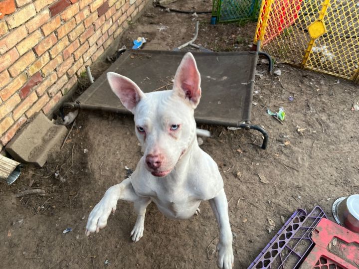Snow(blue eyes) (foster to adopt) 3