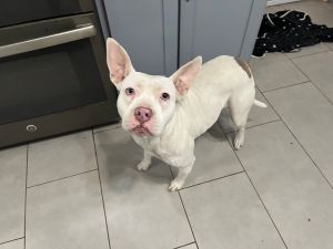 Snow(blue eyes) (foster to adopt)