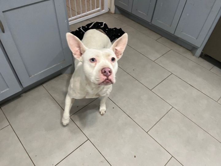 Snow(blue eyes) (foster to adopt), an adoptable French Bulldog & American Staffordshire Terrier Mix in White Lake, MI_image-6