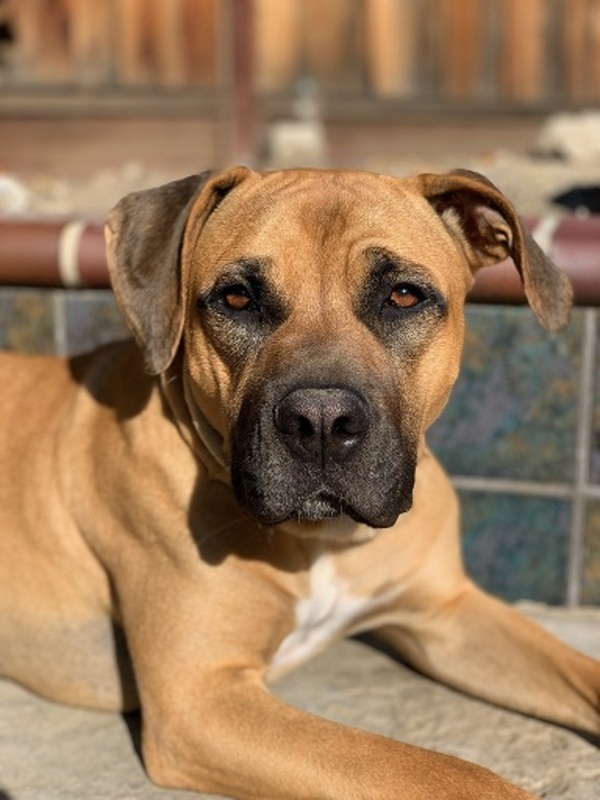 are carrots good for a bullmastiff