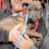Cassie Puppy - Adoption Pending!!