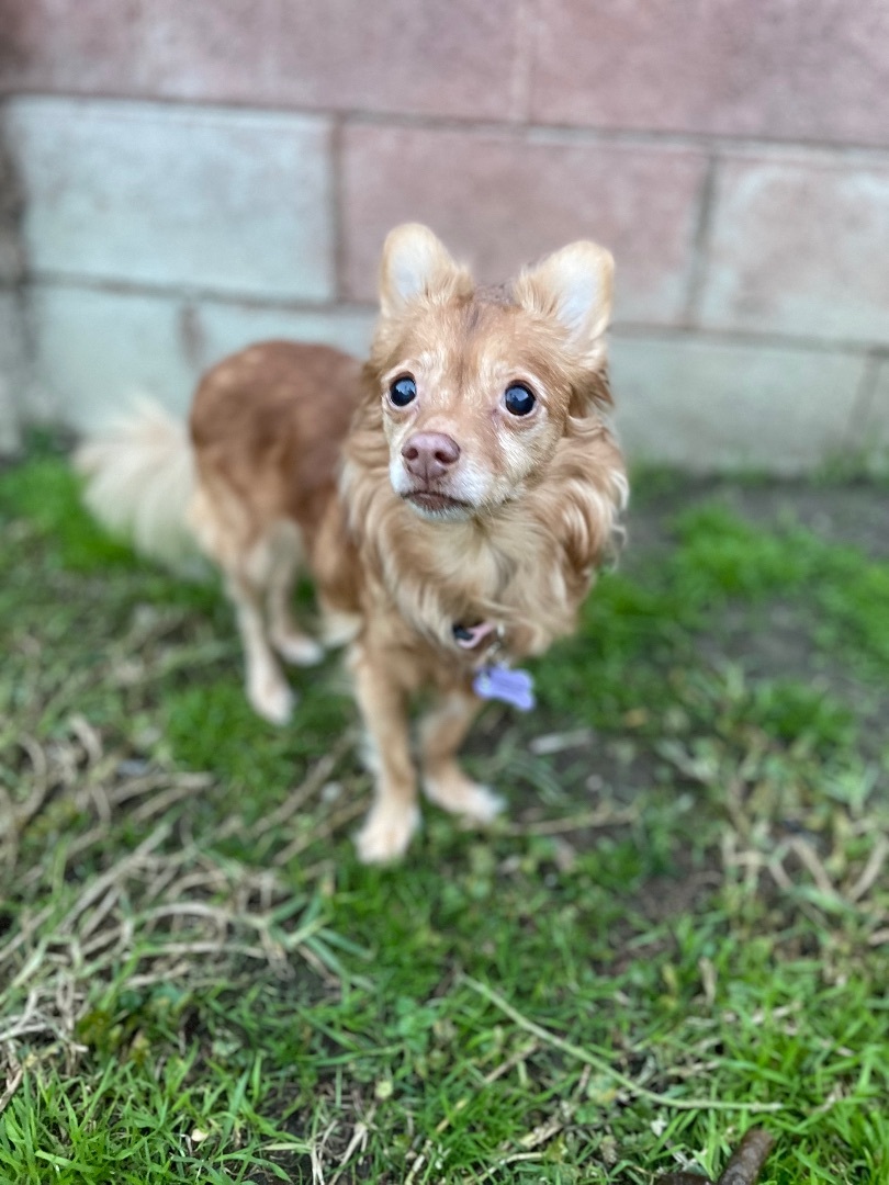 MIMI, an adoptable Spaniel, Pomeranian in Woodland Hills, CA, 91364 | Photo Image 3