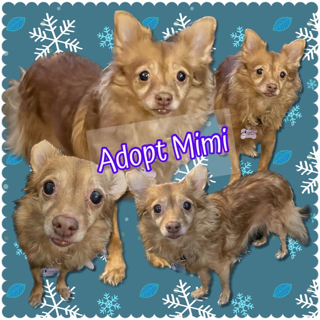 MIMI, an adoptable Spaniel, Pomeranian in Woodland Hills, CA, 91364 | Photo Image 6