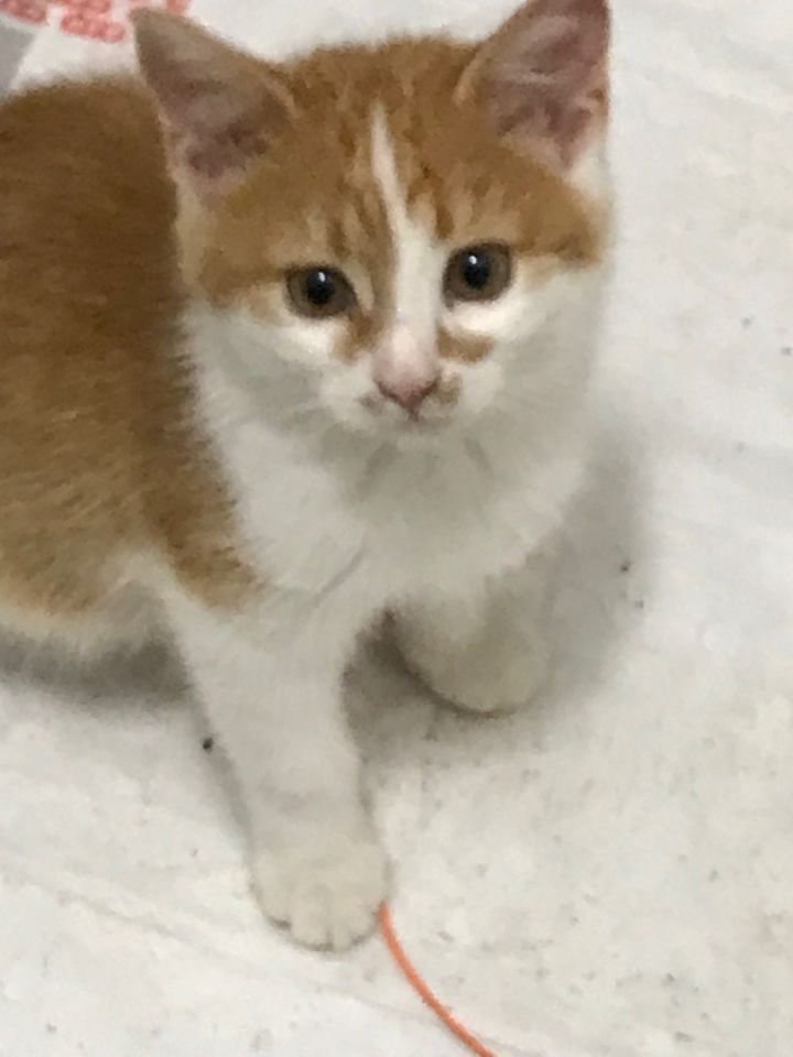 Cheeto - courtesy listing only 1